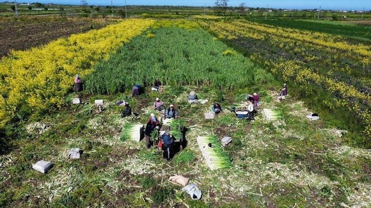Bafra’da pırasa hasadı bitiyor! 28 bin tonluk rekolte bekleniyor