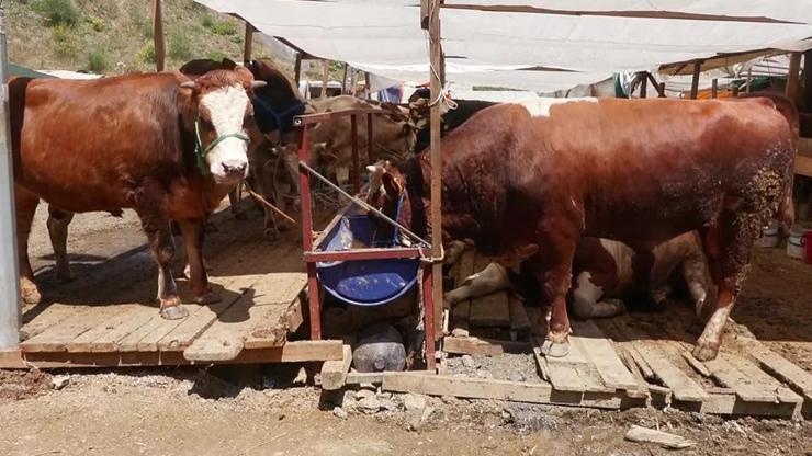 Kurbanlık fiyatları ve satışlar nasıl