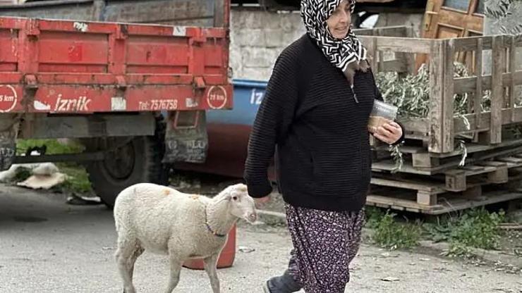 Kaybolan Çorap kurbanlık olmaktan son anda kurtuldu
