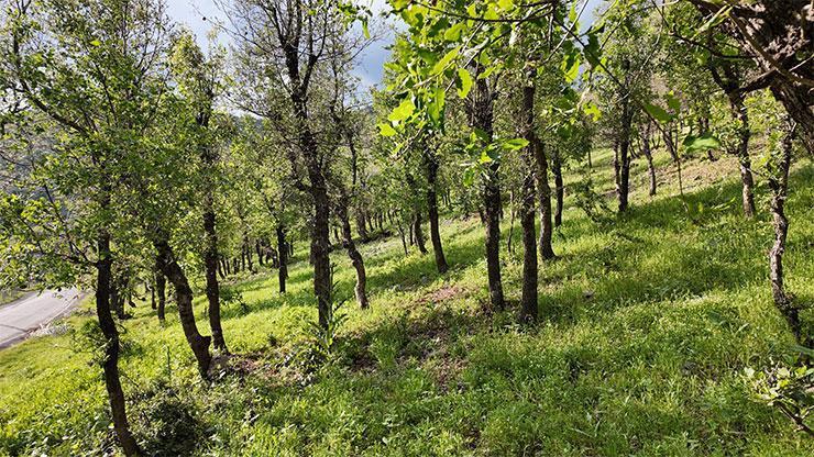 Şırnak’ta ormanlık alanda tırtıl istilası Şırnak’ta ormanlık alanda tırtıl istilası