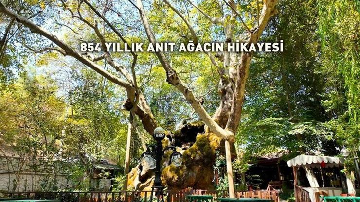 BAKAN KURUM PAYLAŞTI: Tam 854 yıllık İşte anıt ağacın hikayesi...