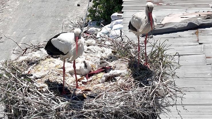 Avcılar'a 3 yıldır gelen leylek çifti, yuvasında yavrusunu büyütüyor