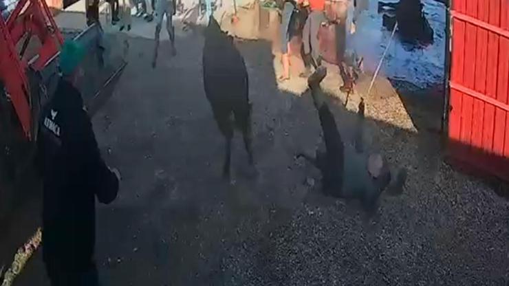 İpinden kurtulan boğanın etrafındakilere saldırısı kamerada İpinden kurtulan boğanın etrafındakilere saldırısı kamerada