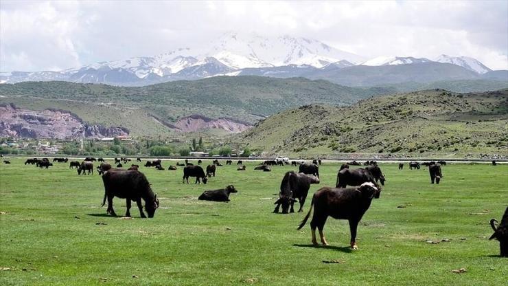 Kayseri'de manda sayısı 8 bin 800'e yükseldi! Türkiye'de ilk 4'te yer alıyor