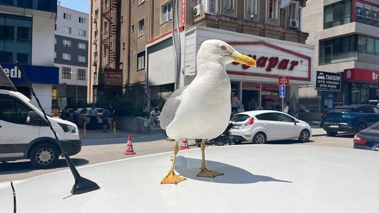 Kebapçı esnafının elinden beslenen martı 'Pamuk', Gebze’nin maskotu oldu Kebapçı esnafının elinden beslenen martı 'Pamuk', Gebze’nin maskotu oldu