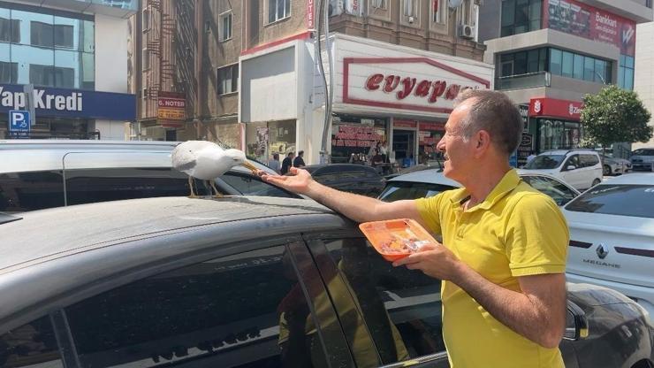 Martı ‘Pamuk’ esnafın maskotu oldu Martı ‘Pamuk’ esnafın maskotu oldu