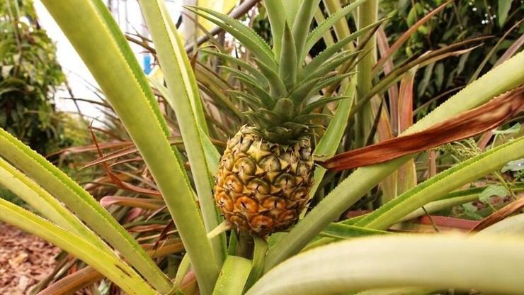Antalya'da tropikal meyve atağı! 40 çeşit ürün yetiştiriliyor Antalya'da tropikal meyve atağı! 40 çeşit ürün yetiştiriliyor