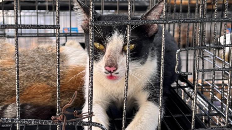 Vietnamda kedi eti çetesine baskın Çalınan yüzlerce patili, kesilmek üzereyken kurtarıldı...