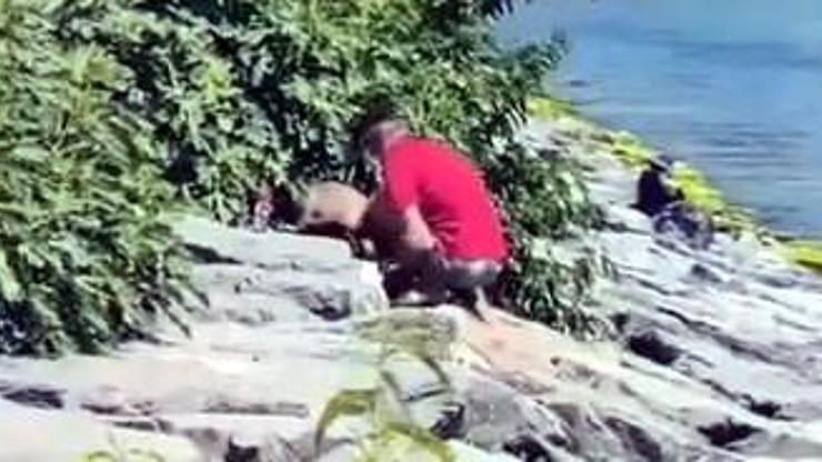 Avcılar Sahili’nde köpeğe şiddet kamerada