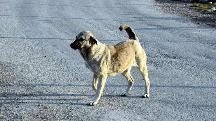  52 bin sokak hayvanı toplandı