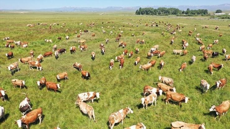 Kars'ta kayıtlı mera alanı 2 yılda 418 bin hektara yükseldi! Hayvancılığa 25 milyon liralık destek