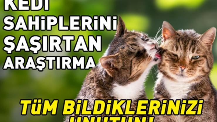 Sadece Sevgiden Sanılıyordu Kedilerin Birbirini Yalamasının Nedeni Belli Oldu