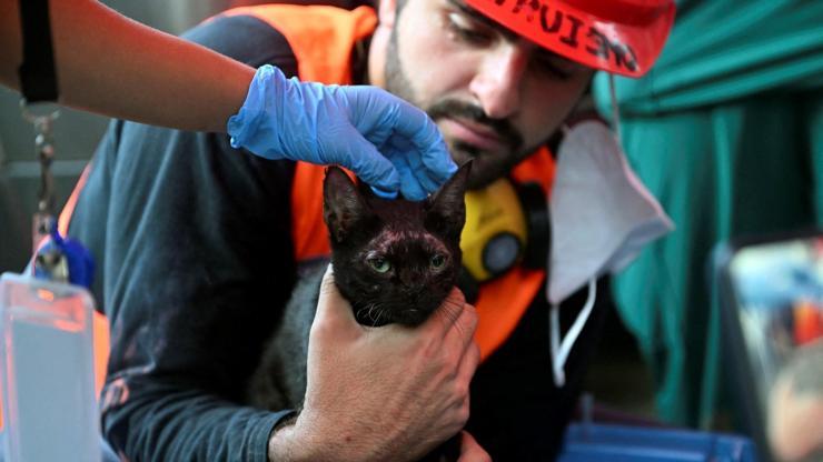 Felaketin üzerinden 25 gün geçti: Venezuelada enkazın altında kalan kedi kurtarıldı