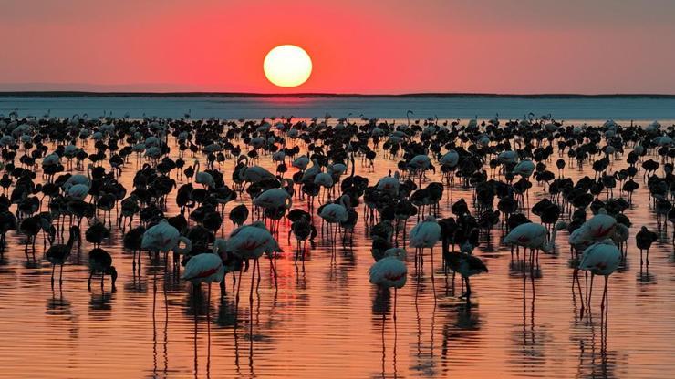 Bakan Kurum'dan 'Flamingo' paylaşımı: Son 5 yılın en yüksek yavru sayısına ulaştık