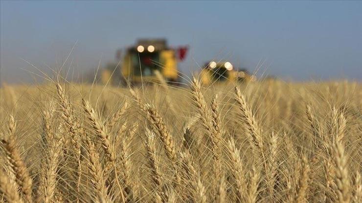 Buğday fiyatları 2 yılın zirvesinde! Küresel arz endişeleri piyasaları hareketlendirdi Buğday fiyatları 2 yılın zirvesinde! Küresel arz endişeleri piyasaları hareketlendirdi