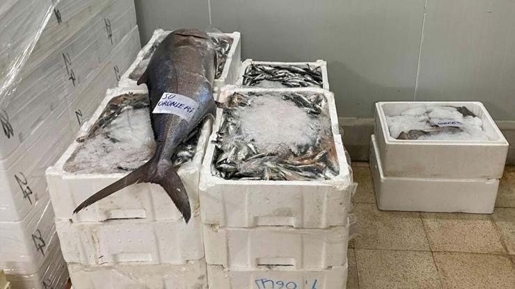 İzmir'de yasa dışı su ürünlerine el konuldu
