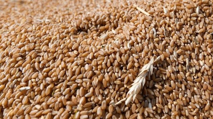 TMO'dan ekmeklik buğday ihracatı kararı: Mart 2025'ten beri süren kısıtlama kaldırıldı