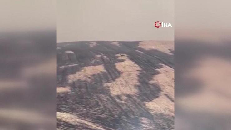 Çanakkalede yangından kaçan geyik kameralara yansıdı