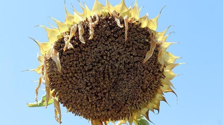  Trakya'da verim beklentisi yükseldi