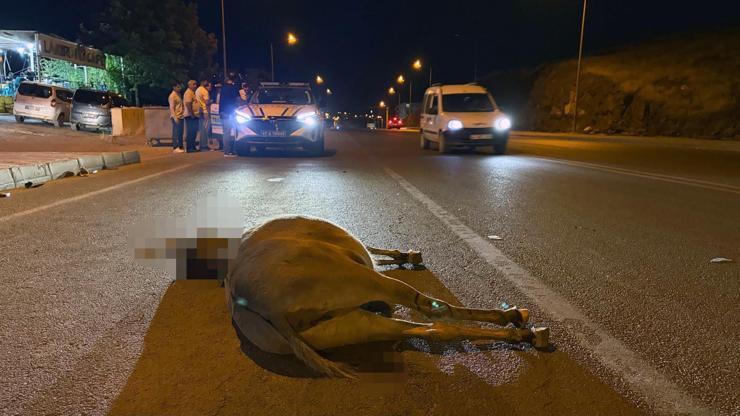 Derikte minibüsün çarptığı eşek öldü