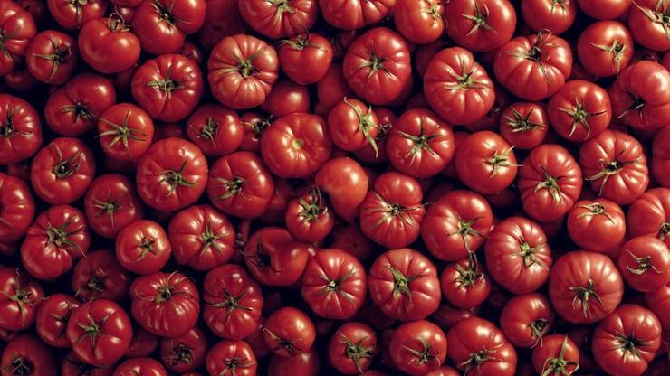 Domates ihracatı 9 ayda 304 milyon doları aştı
