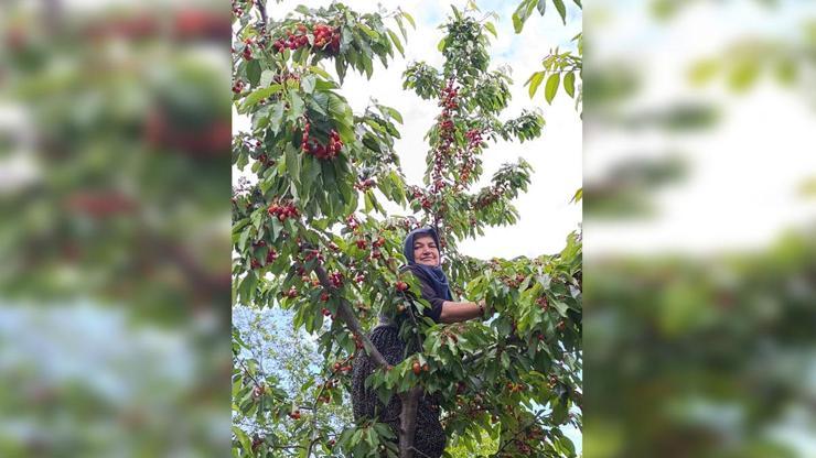 Üzüm toplarken arı soktu, hayatını kaybetti
