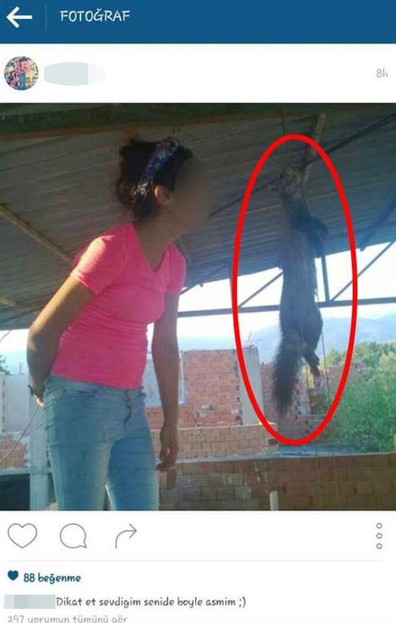Kediyi tavana astı, fotoğrafı sosyal medyada paylaştı