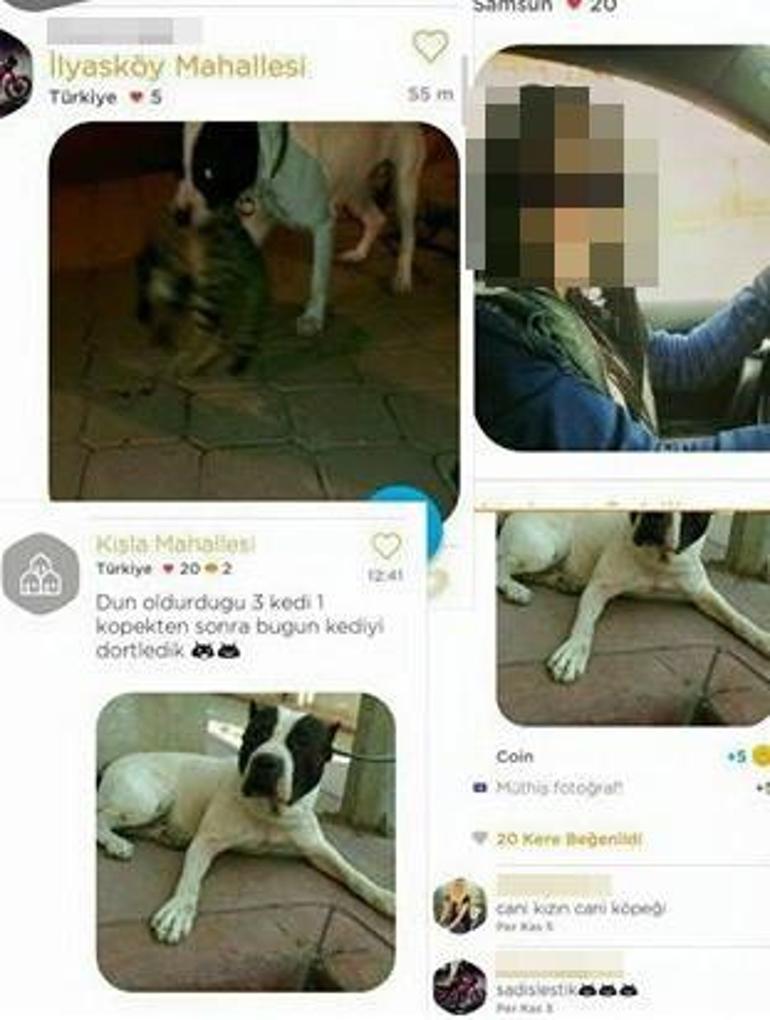 Sokaktaki kedi ve köpeklere pitbulllu işkenceye rekor ceza