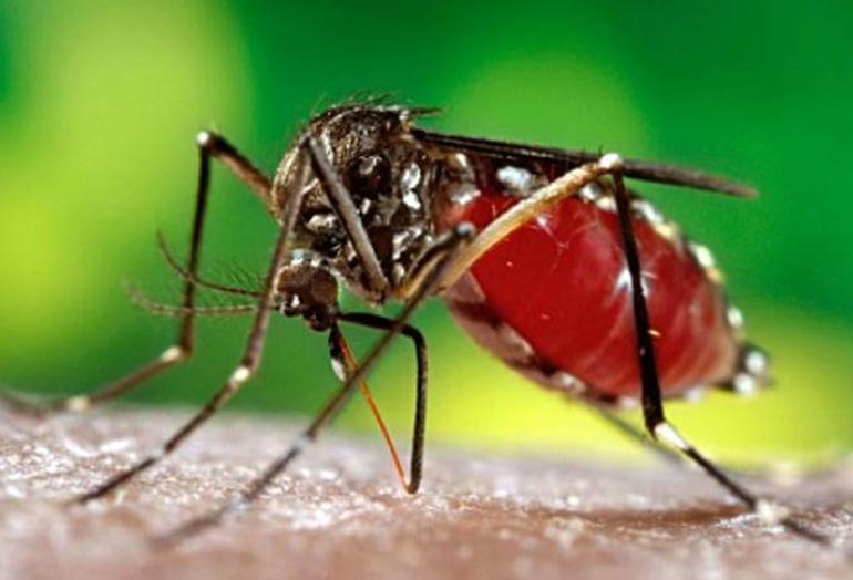 Sağlık Bakanlığından Zika virüsü uyarısı