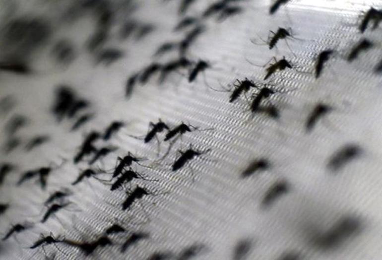 Amerika kıtası Zika virüsü tehdidi altında