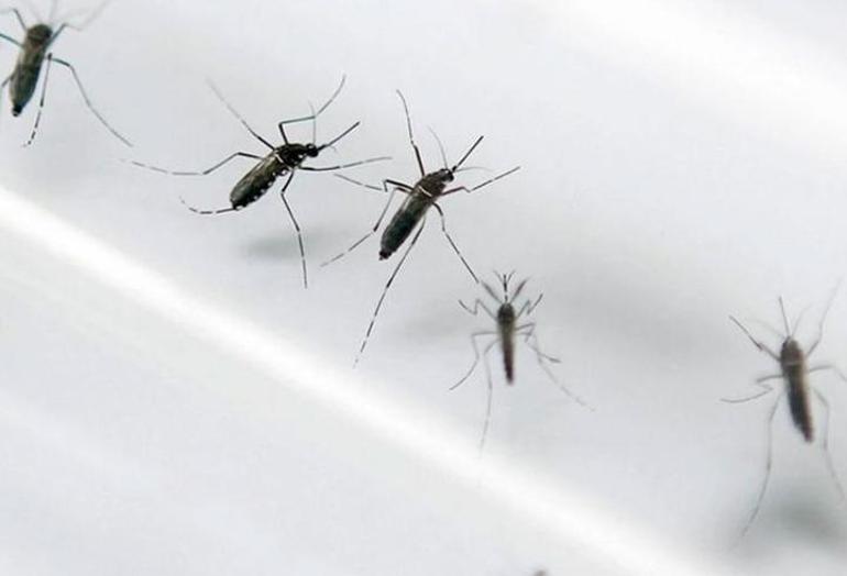Dünya Sağlık Örgütünden Zika için acil durum ilanı