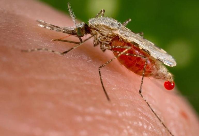 Zika virüsünü bulaştıran sivrisinek Türkiyede de var