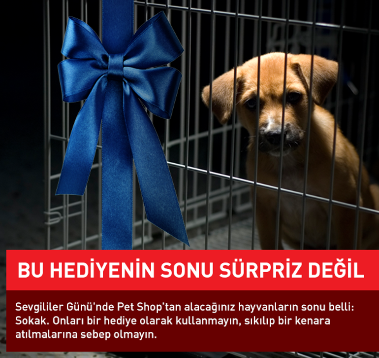 Türkiyede pet shop gerçeği