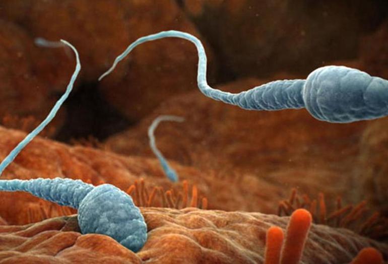 Farelerde kök hücreden sperm elde edildi