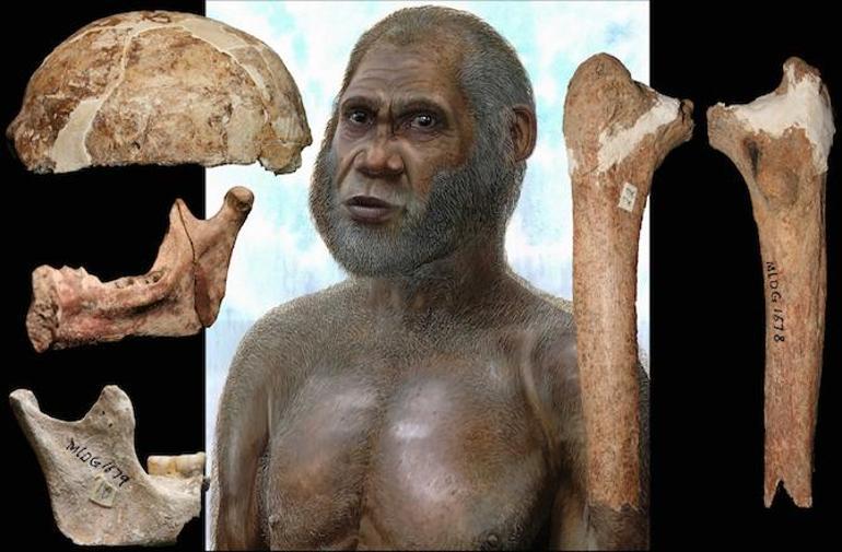 İlk kasaplar: Homo habilis türü