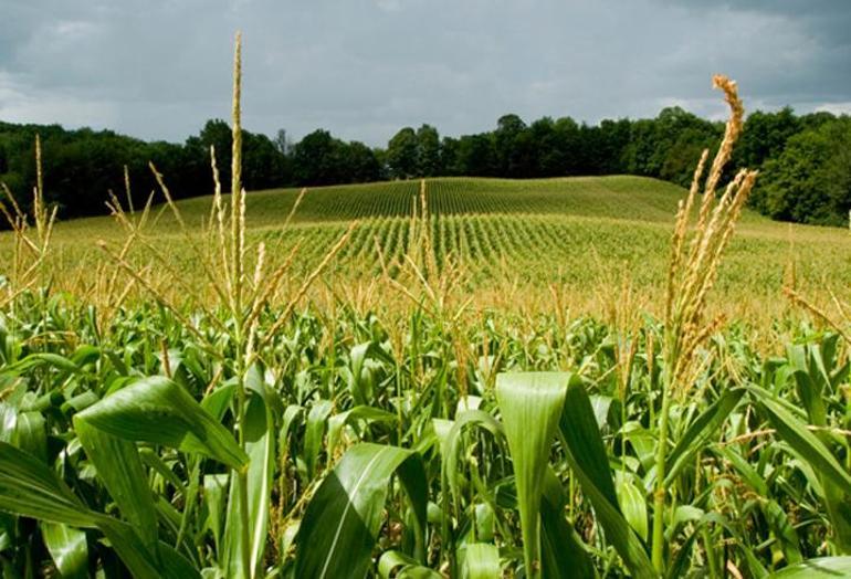 Küresel ısınma tahıl üretimini tehdit ediyor