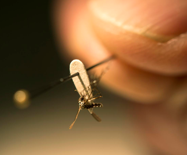 Zika virüsüne karşı 3 metrekarelik koruma kalkanı
