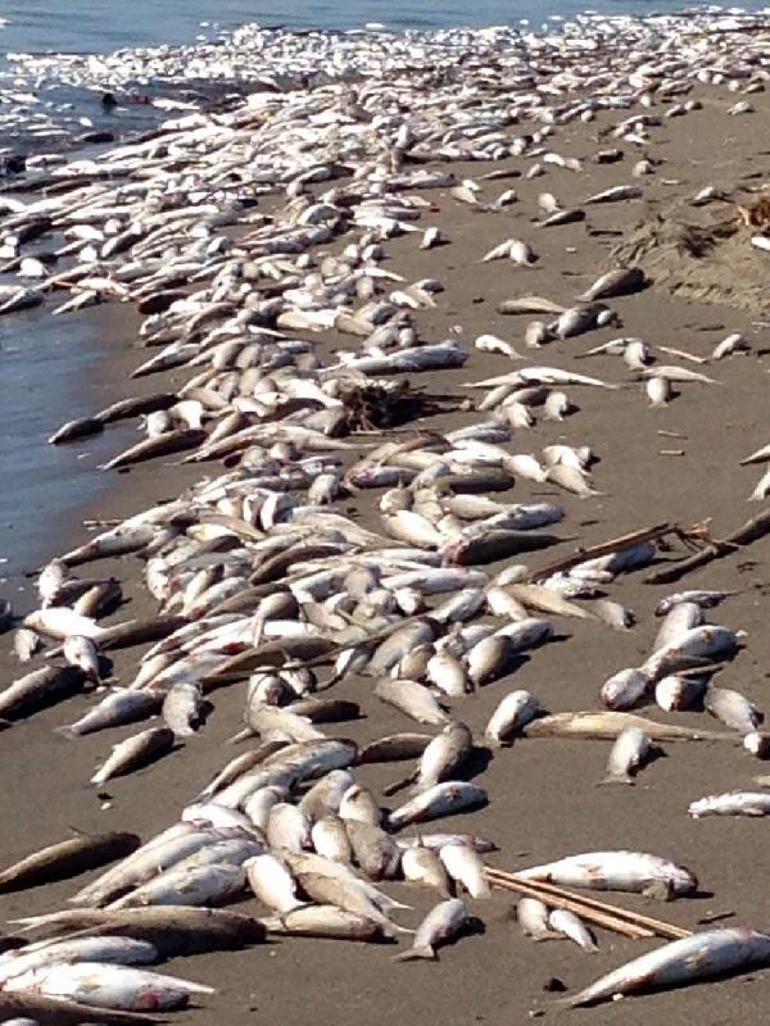 Mersinde binlerce balık sahile vurdu