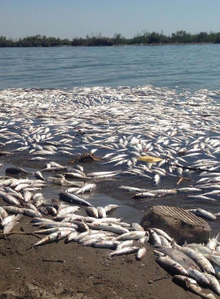 Mersinde binlerce balık sahile vurdu