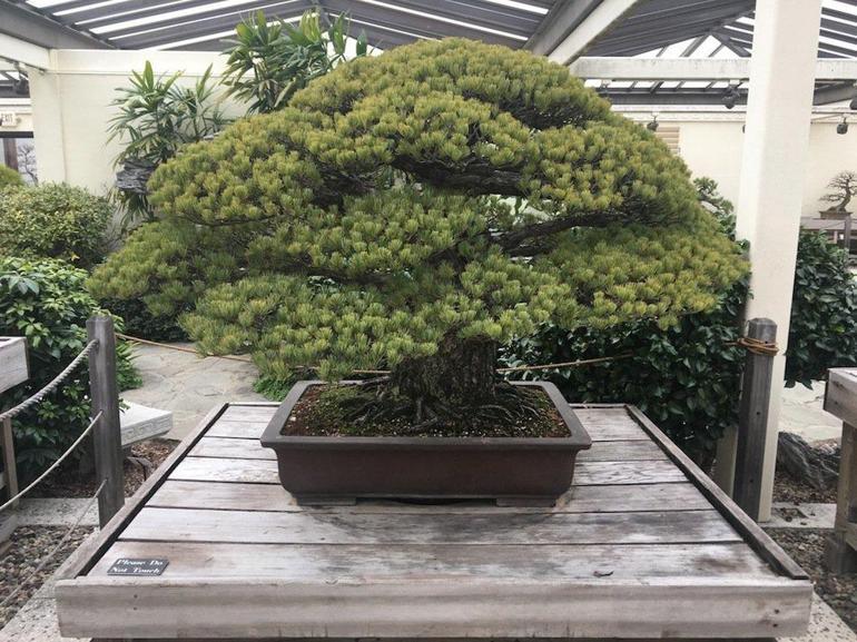 Dünyanın en büyük saldırısından kurtulan bonsai ağacı 391 yaşında
