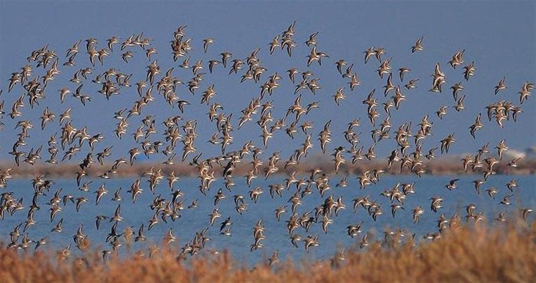 Adanada su kuşları sayımı yapıldı: 90 bin flamingo