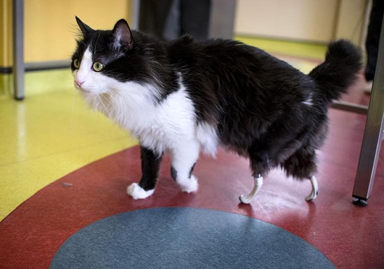 Kazada ayaklarını kaybeden kediye biyonik bacak takıldı