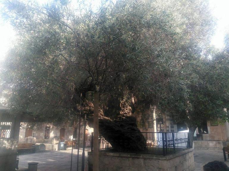 Bin 350 yıldır meyve veren Hünkar Zeytini asırlara meydan okuyor