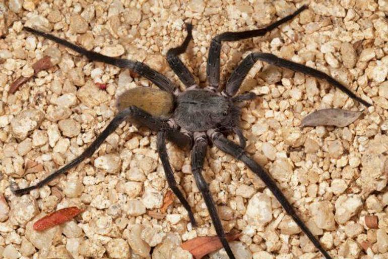 Meksika’da yeni bir dev örümcek türü keşfedildi