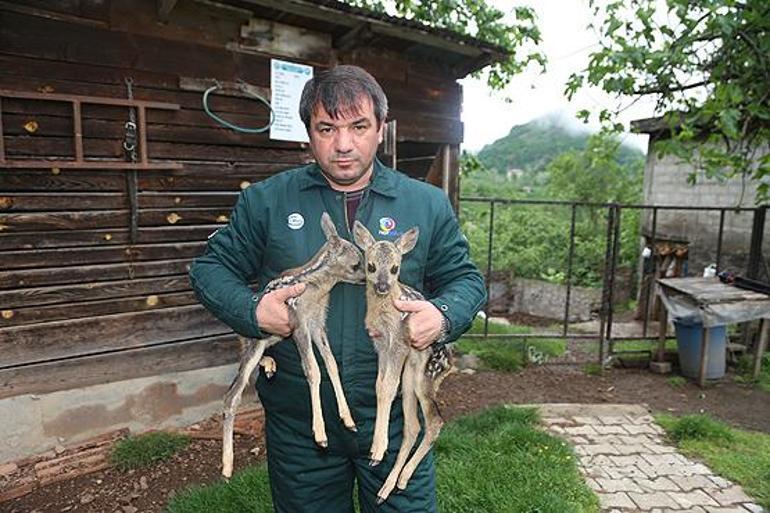 Annesiz kalan yavru karacalar inek sütüyle besleniyor