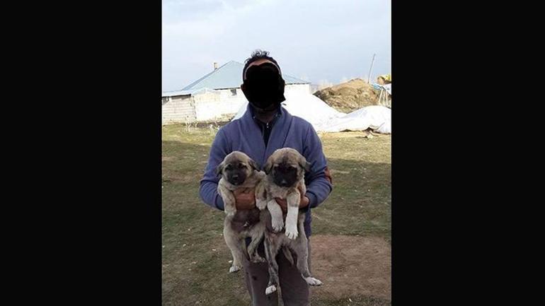 Van’da köpek dövüştürenlere para cezası