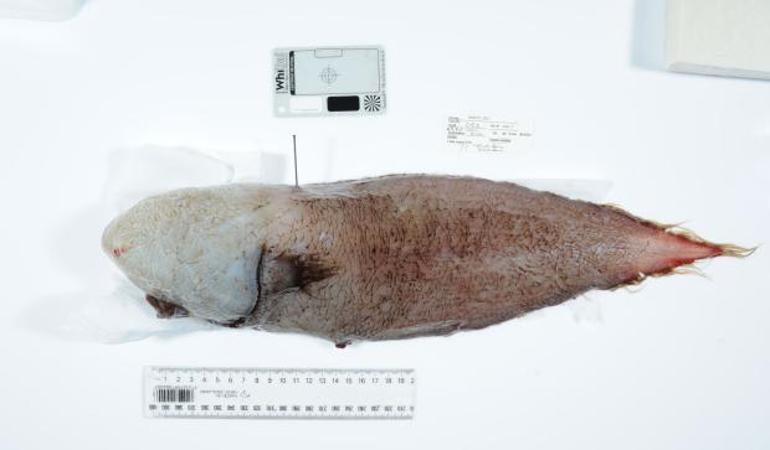 Yüzsüz balık 150 yıl sonra ortaya çıktı