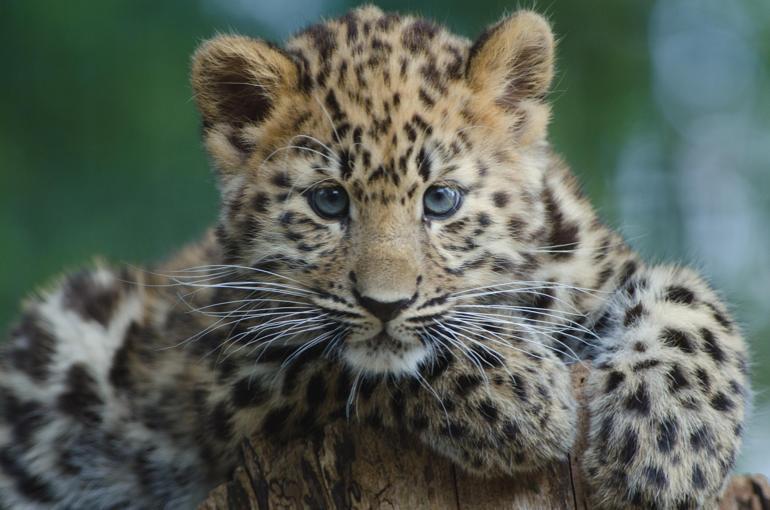Dişi aslan annesiz kalan leopar yavrusunu sahiplendi