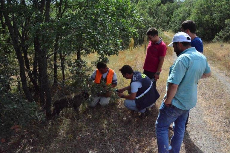 Amasyada trüf mantarı tespit edildi