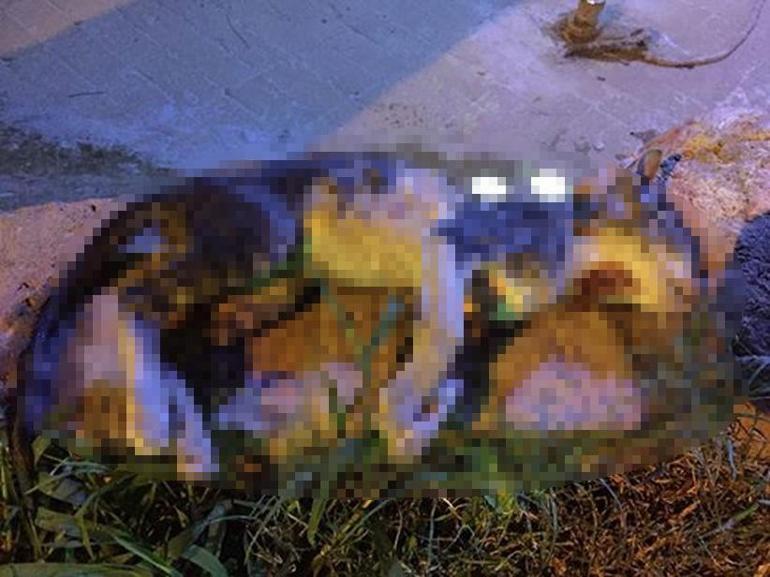 Antalyada kan donduran olay: Kedi boğazı kesilmiş halde bulundu